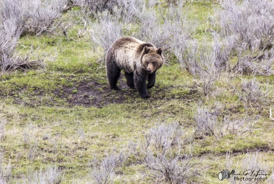 Grizzly Bear May 2025